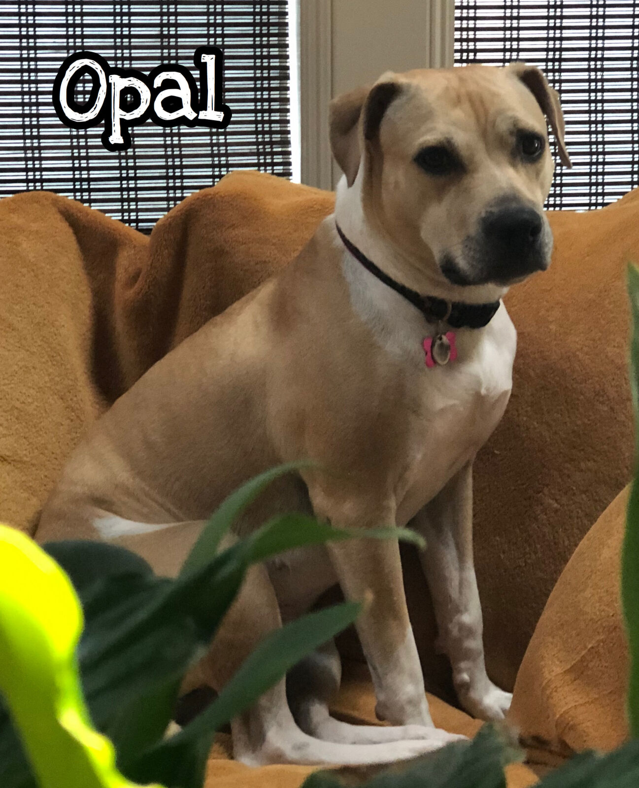 Opal
